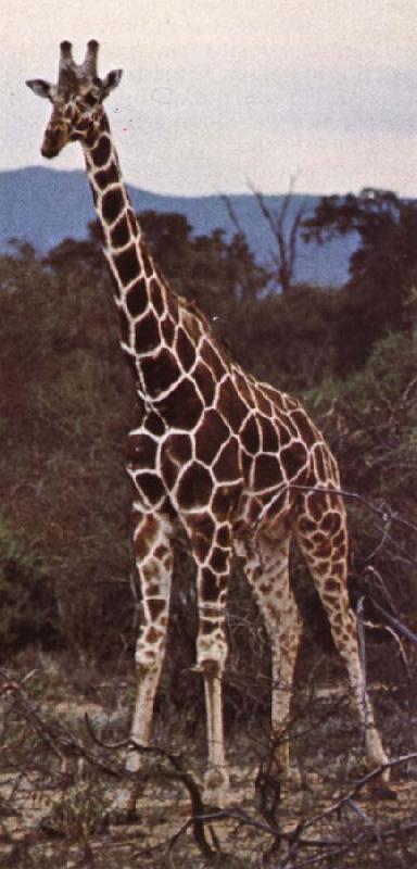 unknow artist Livsrummet had shrank ago giraffe pa its hemkontinent oil painting image